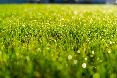 Sheboygan Lawn Maintenance Tips: Five Step Lawn Fertilization